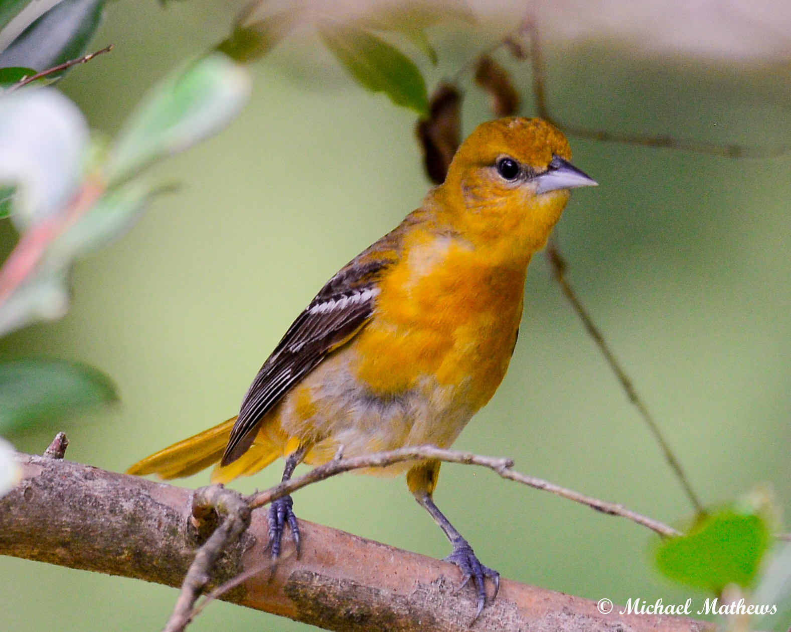 BaltimoreOrioleFemale050816 1