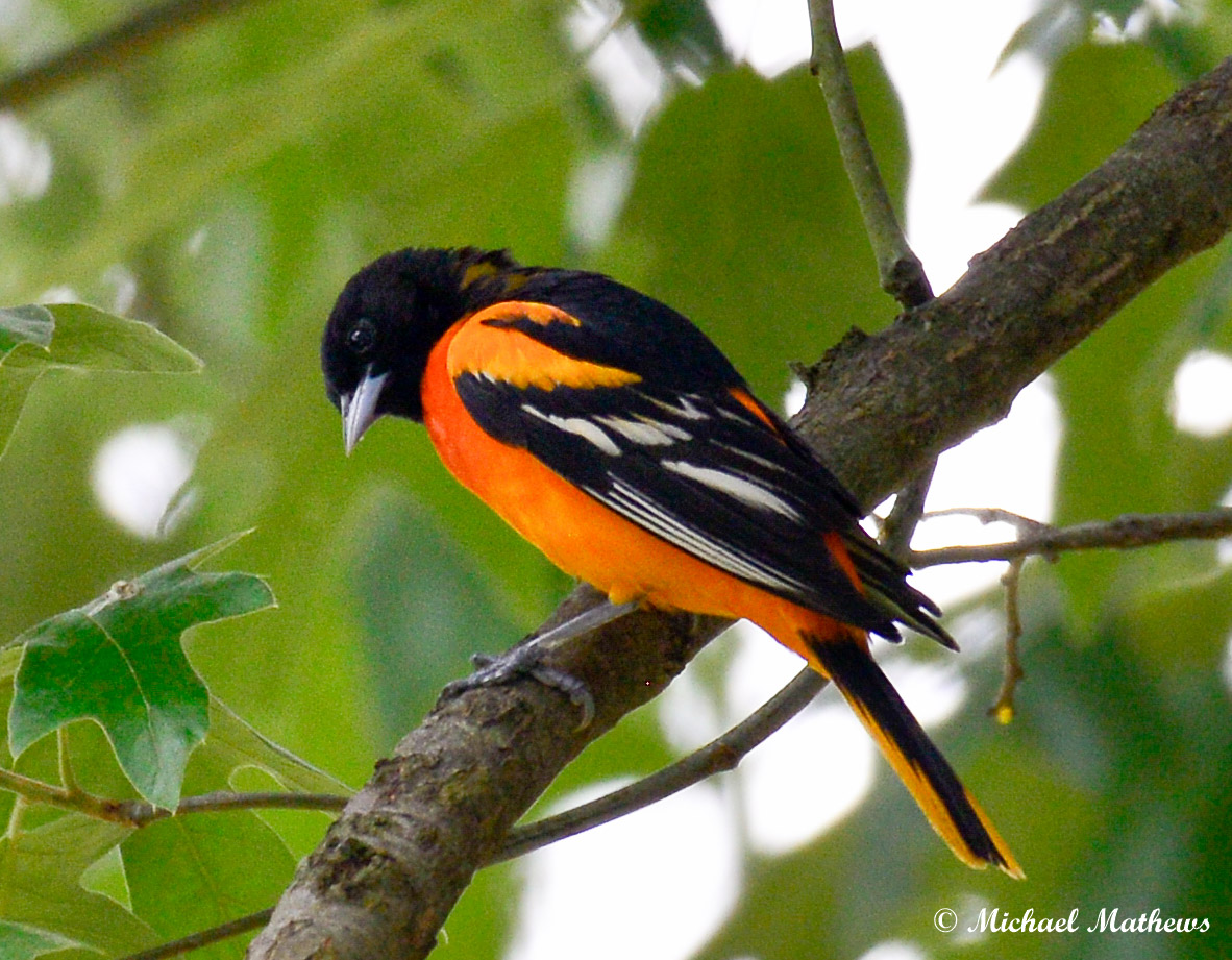 BaltimoreOrioleMale050816 1