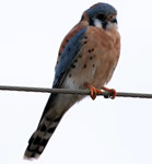 AmericanKestre139x150