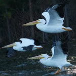 AmericanWhitePelican150