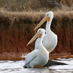 AmericanWhitePelicanPr150