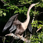 Anhinga150
