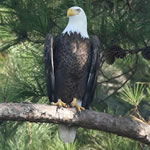 BaldEagle150