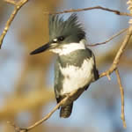 BeltedKingfisher150