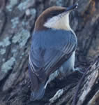 Brown headedNuthatch150x142
