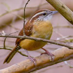 CarolinaWren150