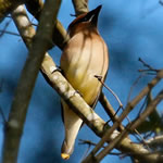 CedarWaxwing150