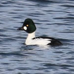 CommonGoldeneye150
