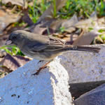DarkEyedJunco150