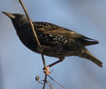 European Starling150x127