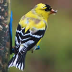 GoldfinchMale150