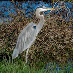GreatBlueHeron150