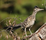 GreaterRoadrunner150x132