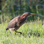 GreenHeron150