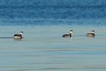 HornedGrebes150