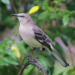 Mockingbird150