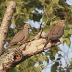 MourningDoves150