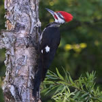 PileatedWoodpecker150