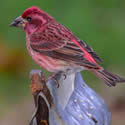 PurpleFinch2a 0116