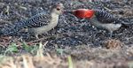 Red belliedWoodpeckers150