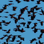 Red wingedBlackbirds150