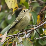 RubyCrownedKingletFemale150