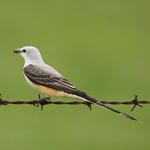ScissorTailedFlycatcher150