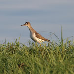 SpottedSandpiper150