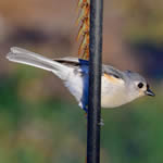 TuftedTitmouse150