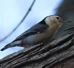 White breastedNuthatch150