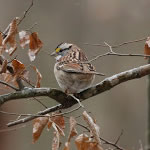 White throatedSparrow150