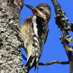 Yellow belliedSapsucker150