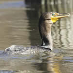cormorant