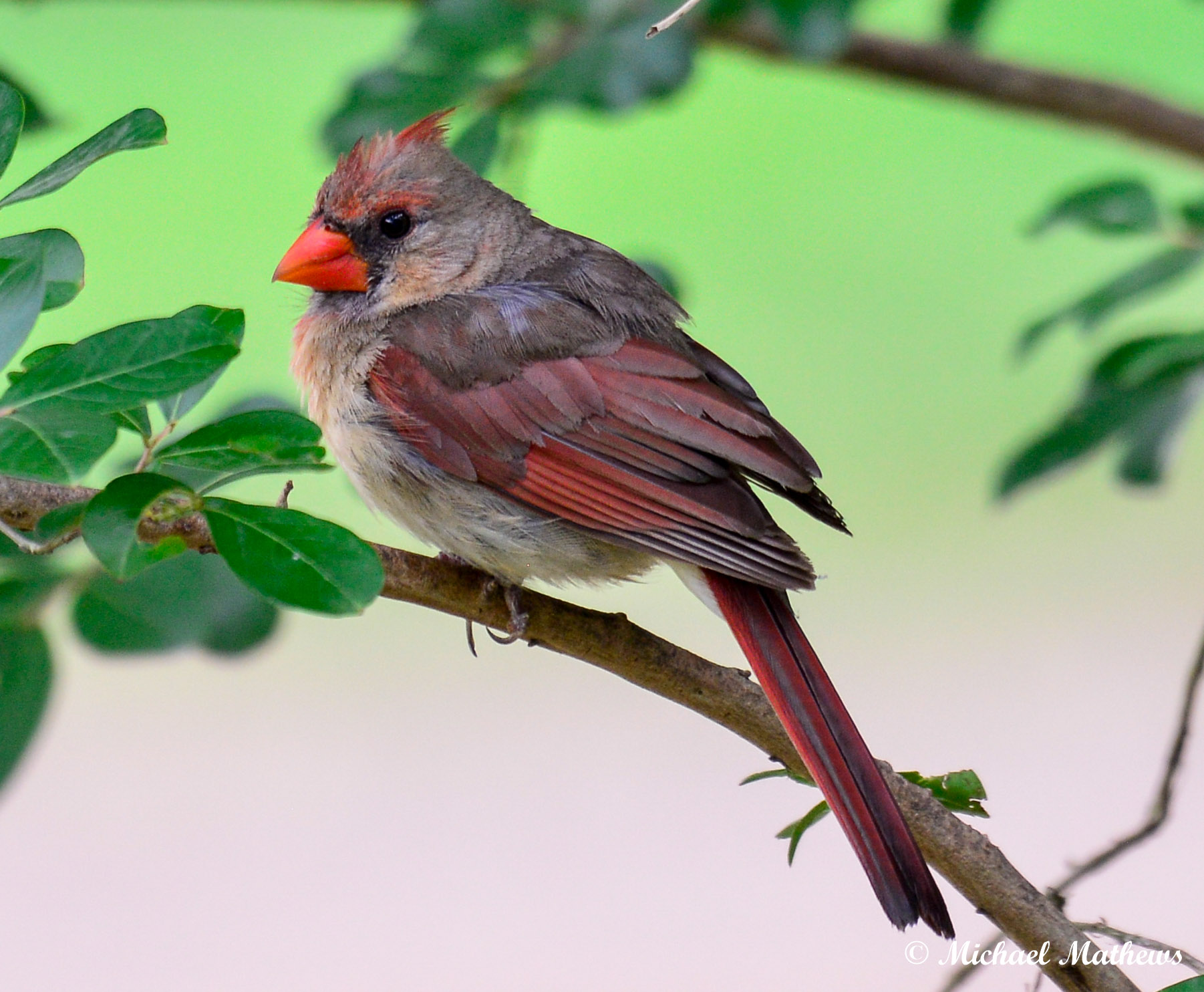 CardinalFemale050816 1