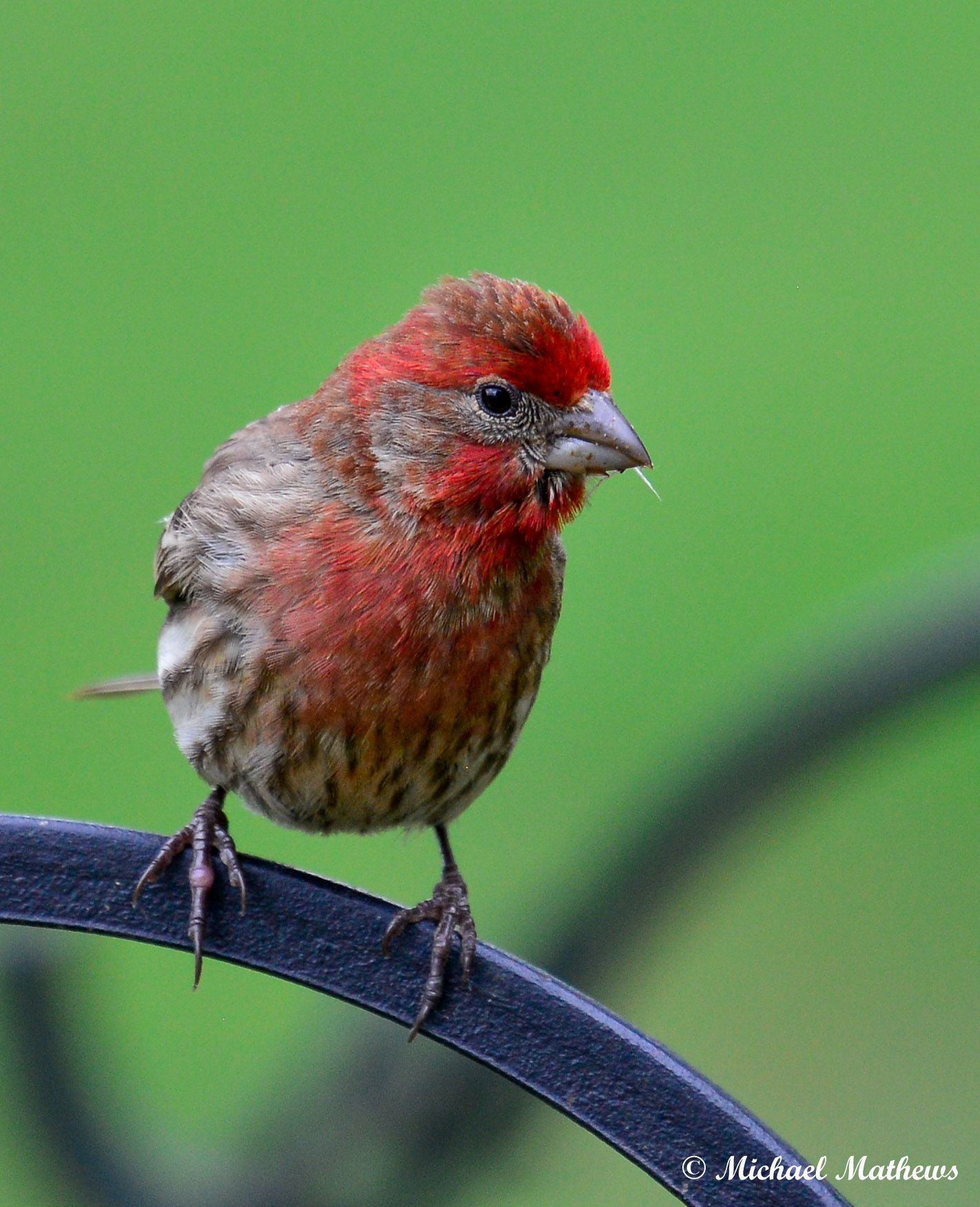 HouseFinchMale050816 3