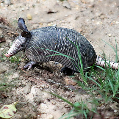 Armadillo