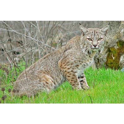 Bobcat
