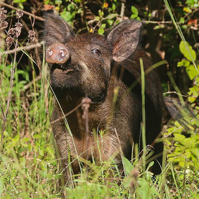 Feral Hog
