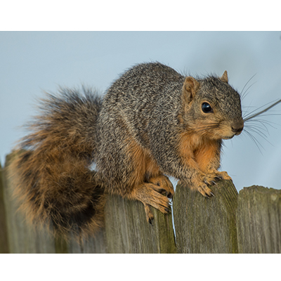FoxSquirrel