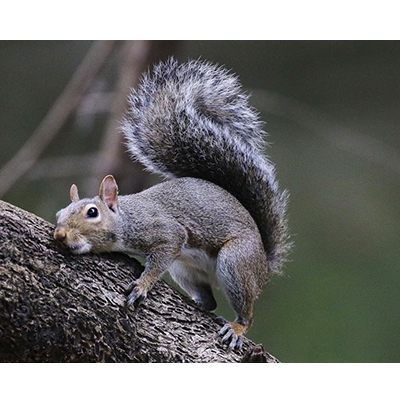 GraySquirrel