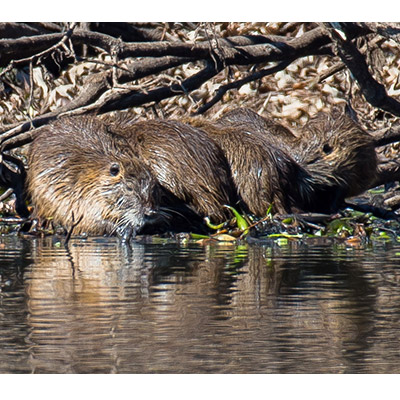 Nutria