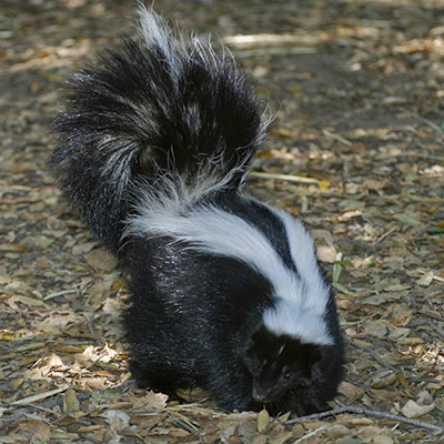 StripedSkunk