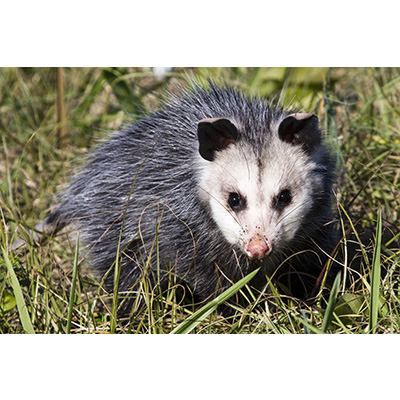 VirginiaOpossum