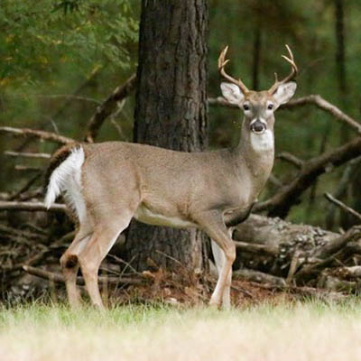 WhiteTailBuck