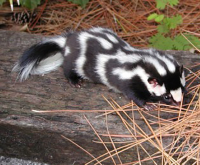 spotted skunk