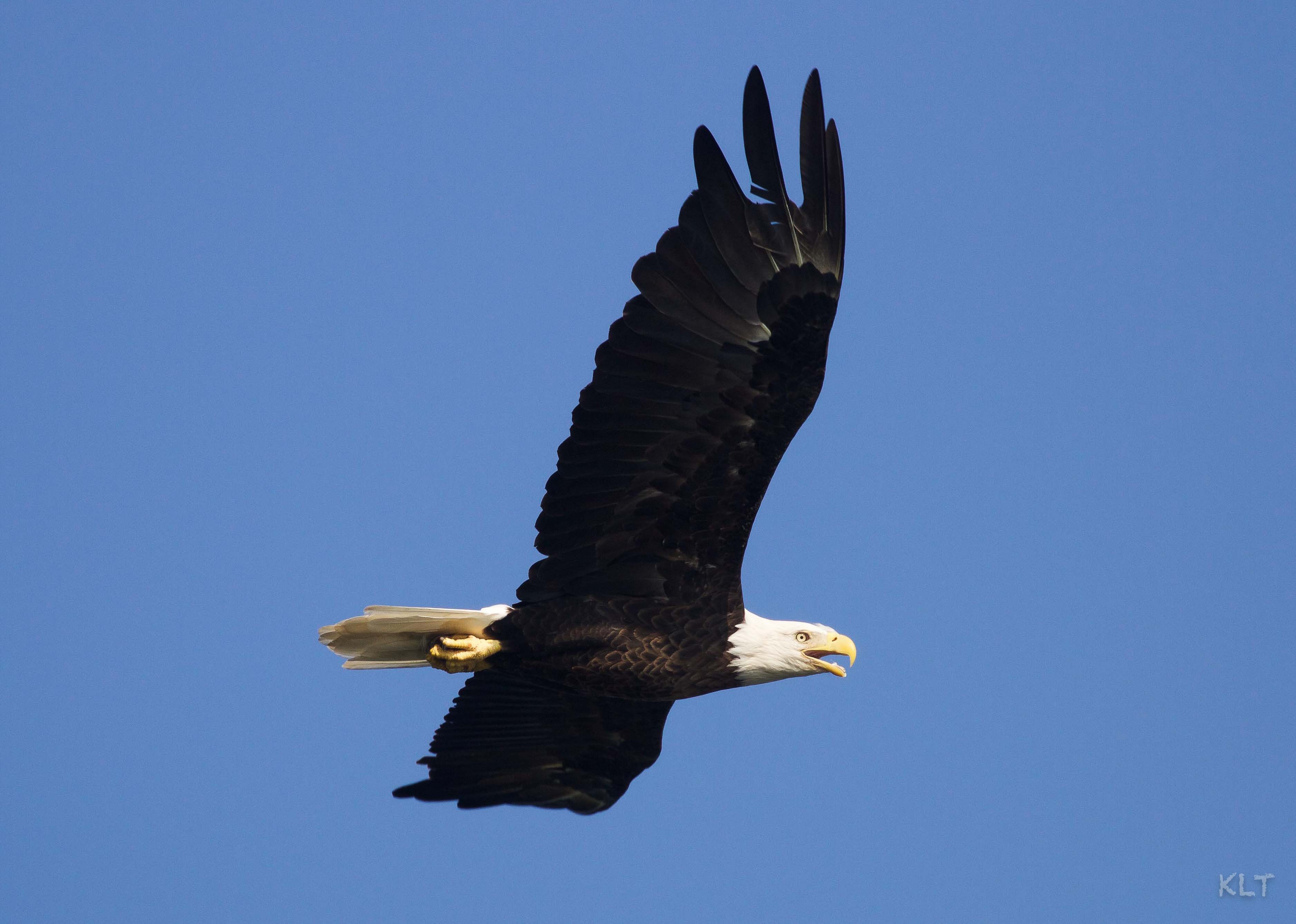 Bald Eagle 