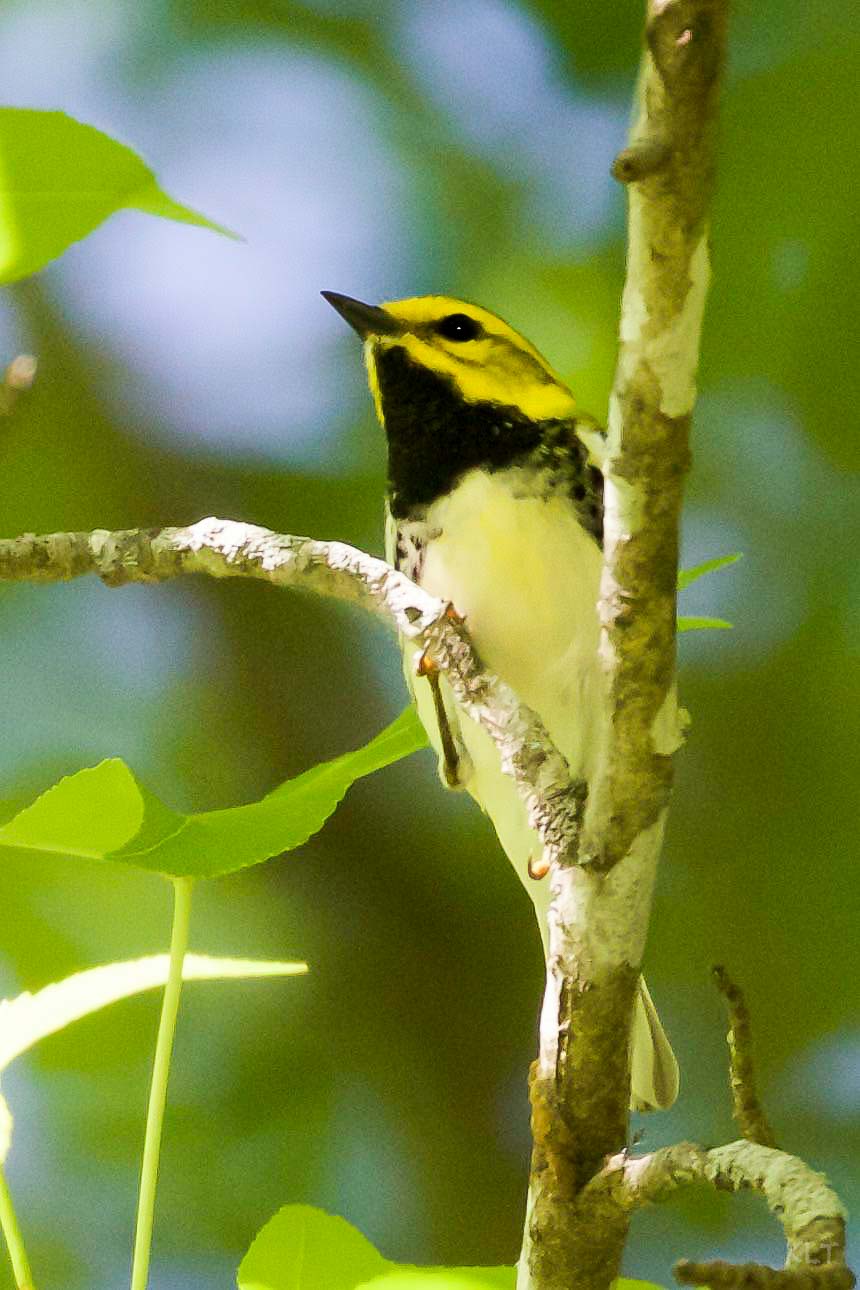 Black throated Green Warbler