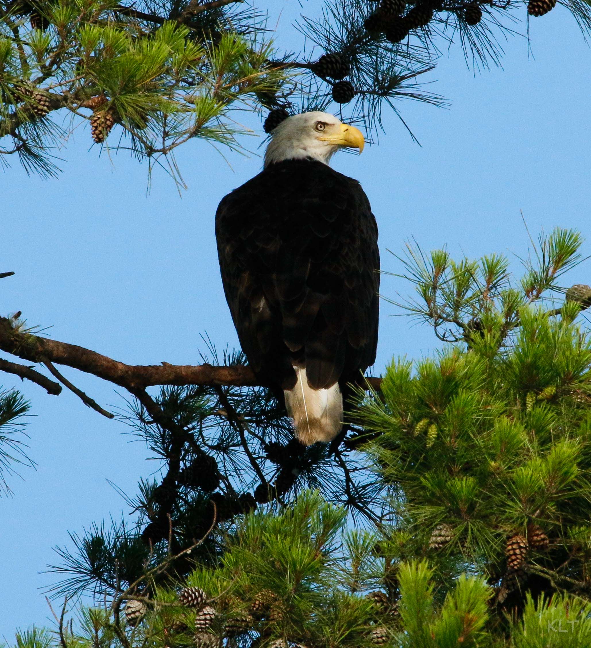 Eagle Blog Pine Tree 