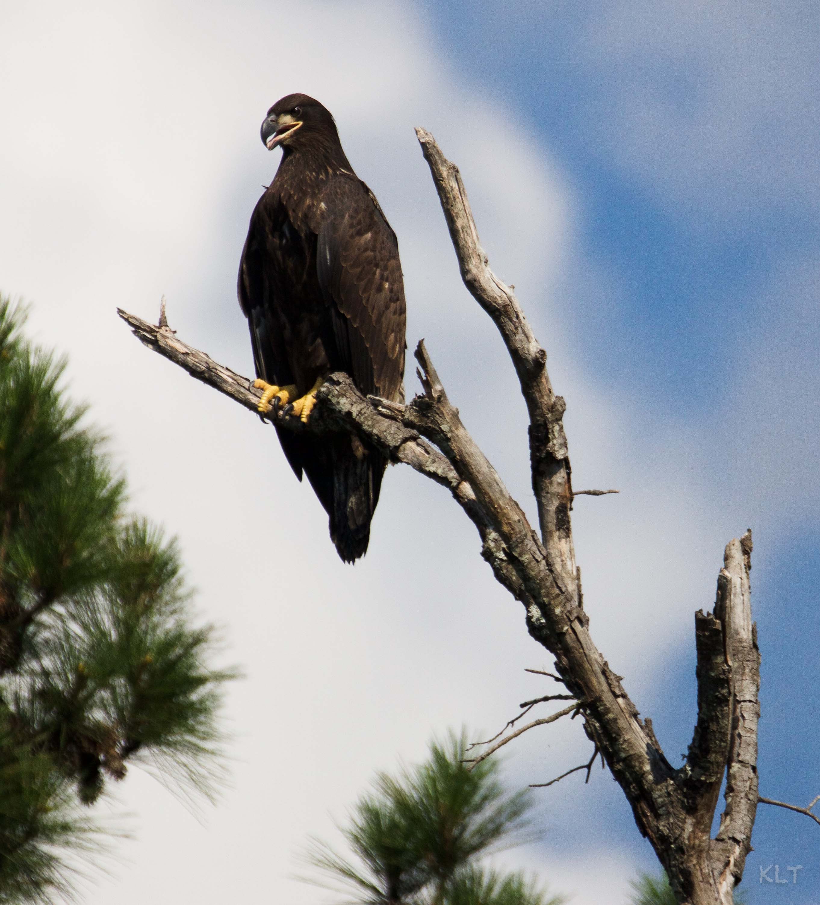 Eagle Independence 3