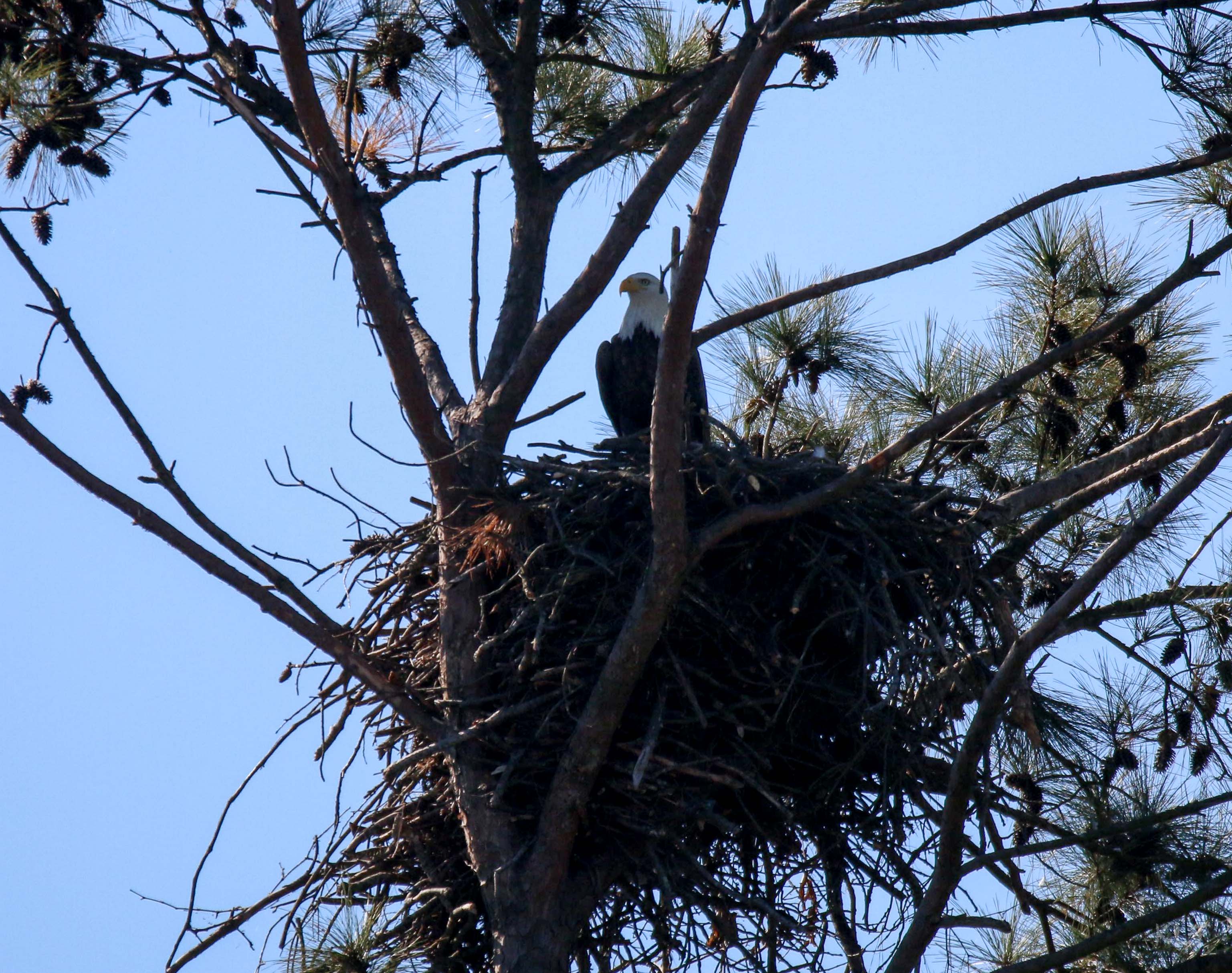 Eagle on Nest 